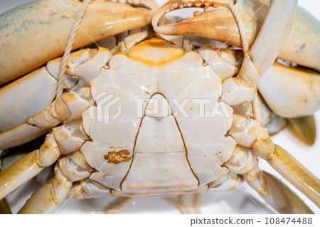 鋸鰩、蟹、蟹、蟹、蟹 108474488