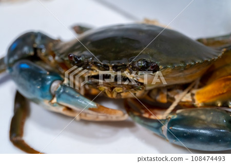 鋸鰩、蟹、蟹、蟹、蟹 108474493