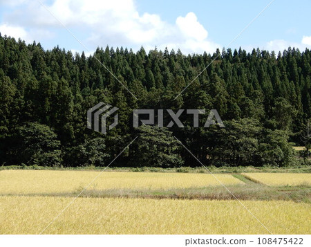 雪松樹針葉林 108475422