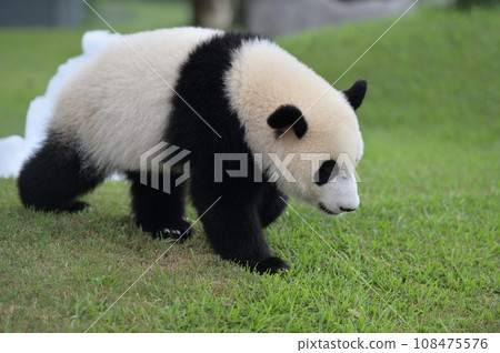 散步的湯濱 108475576