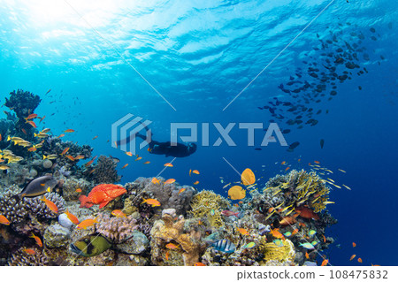 Underwater Tropical Corals Reef with colorful sea fish and freediver. Marine life sea world. Tropical colourful underwater panormatic seascape. 108475832