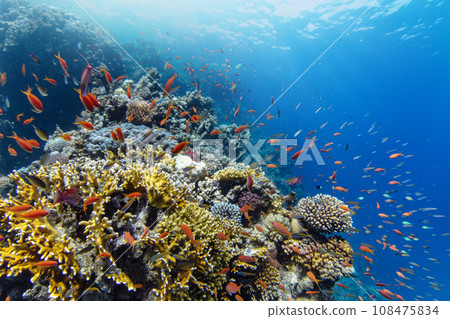 Underwater Tropical Corals Reef with colorful sea fish. Marine life sea world. Tropical colourful underwater panormatic seascape. 108475834