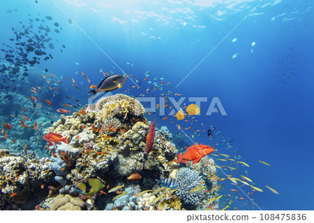 Underwater Tropical Corals Reef with colorful sea fish. Marine life sea world. Tropical colourful underwater panormatic seascape. 108475836