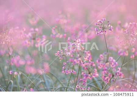 樂京花(鳥取縣北榮町產) 樂京花(鳥取縣北榮町產) 108475911