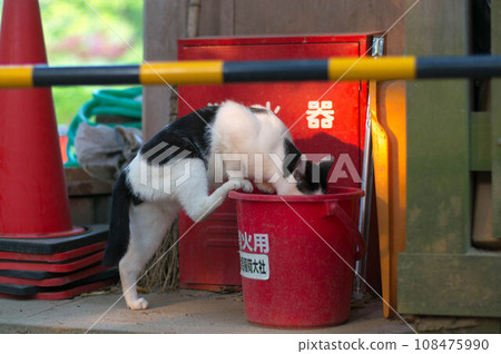 A stray cat drinks water from a fire extinguishing bucket at Fushimi Inari Taisha Shrine in Kyoto 108475990