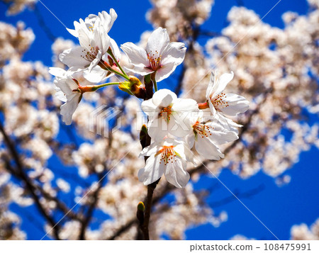 Sakura flower Sakura flower 108475991