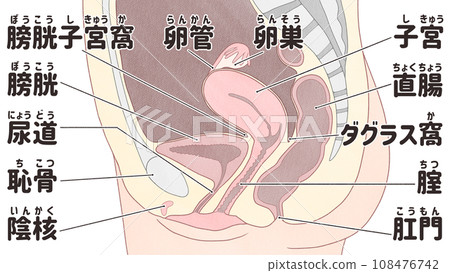 Japanese illustration of female reproductive organs (internal genital organs) Easy-to-understand human anatomy diagram Japanese illustration of female reproductive organs (internal genital organs) Easy-to-understand human anatomy diagram 108476742