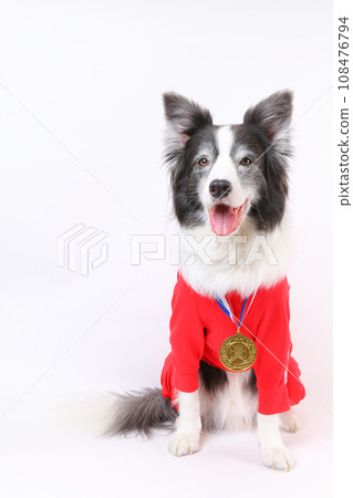 Border collie with a gold medal around his neck Border collie with a gold medal around his neck 108476794