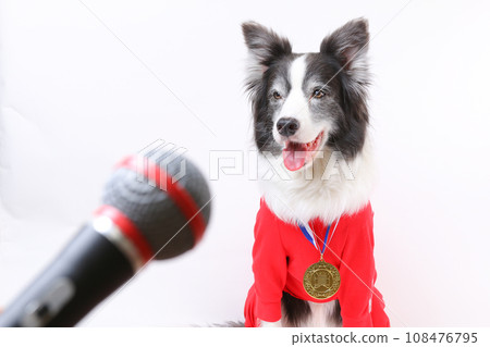 Border collie and Mike winning gold medals Border collie and Mike winning gold medals 108476795