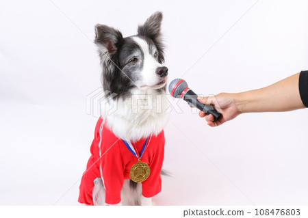 爭奪金牌的邊境牧羊犬接受採訪 爭奪金牌的邊境牧羊犬接受採訪 108476803
