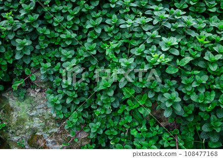 Mint plant grow at vegetable garden Mint plant grow at vegetable garden 108477168