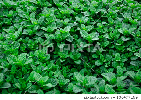 Mint plant grow at vegetable garden Mint plant grow at vegetable garden 108477169
