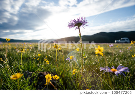Tatarian Aster flowers blooming in high altitude grassland, China Tatarian Aster flowers blooming in high altitude grassland, China 108477205