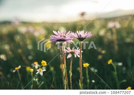 Tatarian Aster flowers blooming in high altitude grassland, China Tatarian Aster flowers blooming in high altitude grassland, China 108477207