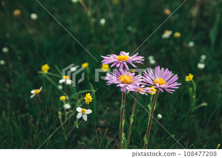 Hand hold tatarian Aster flowers in high altitude grassland, China 108477208
