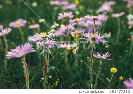 Tatarian Aster flowers blooming in high altitude grassland, China Tatarian Aster flowers blooming in high altitude grassland, China 108477210