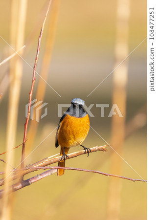 雄性蜥蜴 108477251