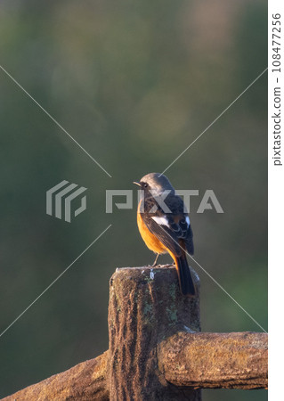 雄性 Jaurbidaki 的背面 108477256