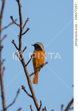 Male Dauronica perching on a branch, blue sky background Male Dauronica perching on a branch, blue sky background 108477267