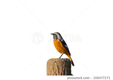 Male lizard white background 108477271