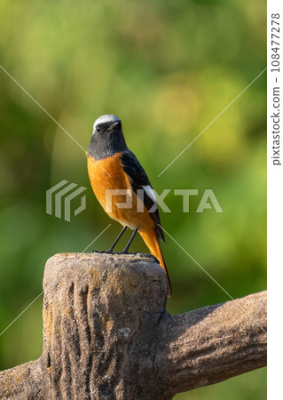 Male lizard 108477278