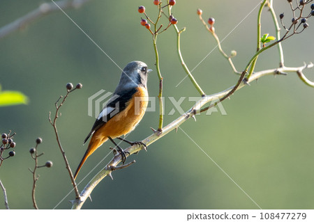 男 Jaurbidaki Kachofuuugetsu 108477279