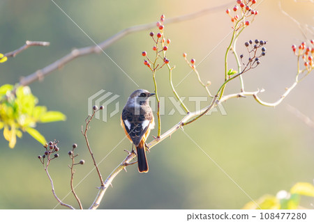 Male Jaurbidaki Kachofuugetsu Male Jaurbidaki Kachofuugetsu 108477280