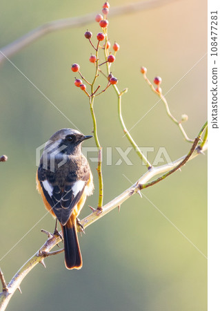 Male Jaurbidaki Kachofuugetsu Male Jaurbidaki Kachofuugetsu 108477281
