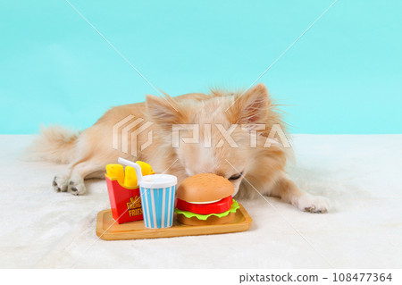 A cream-colored chihuahua playing with a hamburger set 108477364