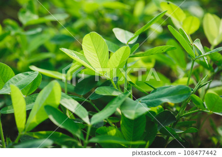Peanut plants in growth at field 108477442