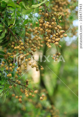 Longan fruit in growth on tree in summer Longan fruit in growth on tree in summer 108477443