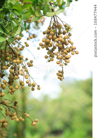 Longan fruit in growth on tree in summer Longan fruit in growth on tree in summer 108477444