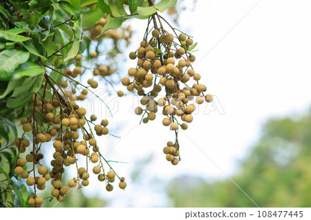Longan fruit in growth on tree in summer 108477445