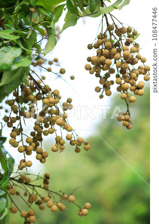 Longan fruit in growth on tree in summer Longan fruit in growth on tree in summer 108477446