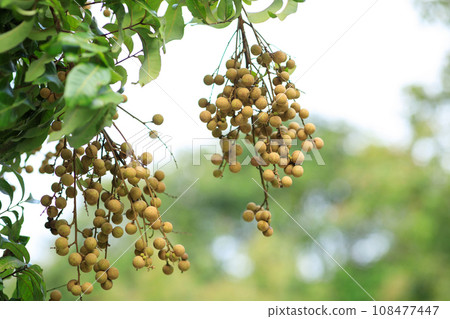 Longan fruit in growth on tree in summer Longan fruit in growth on tree in summer 108477447