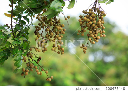 Longan fruit in growth on tree in summer Longan fruit in growth on tree in summer 108477448