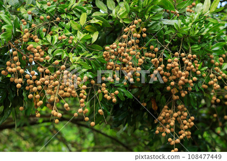 Longan fruit in growth on tree in summer Longan fruit in growth on tree in summer 108477449