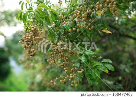 Longan fruit in growth on tree in summer Longan fruit in growth on tree in summer 108477462