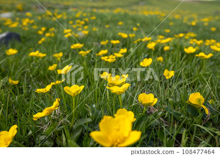 Persian buttercup in high altitude grassland 108477464