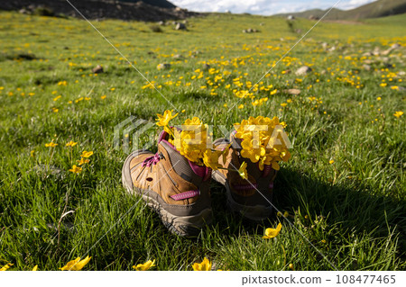 Hiking boots with yellow wild flowers in high altitude grassland 108477465
