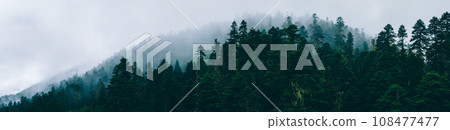 Beautiful foggy pine tree forest landscape in Sichuan,China 108477477