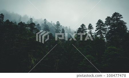 Beautiful foggy pine tree forest landscape in Sichuan,China Beautiful foggy pine tree forest landscape in Sichuan,China 108477478