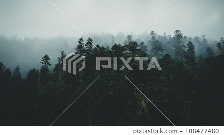 Beautiful foggy pine tree forest landscape Beautiful foggy pine tree forest landscape 108477480