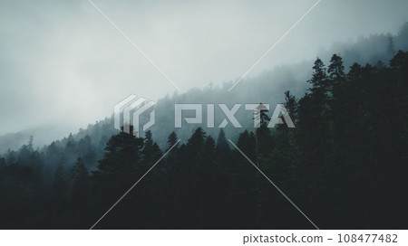 Beautiful foggy pine tree forest landscape 108477482