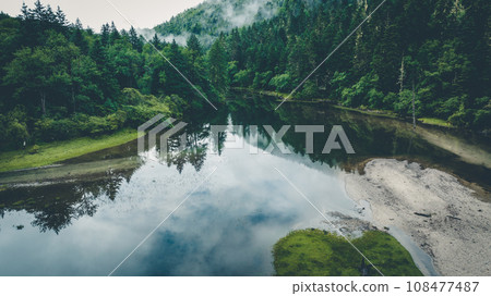 Beautiful foggy pine tree forest landscape in China 108477487