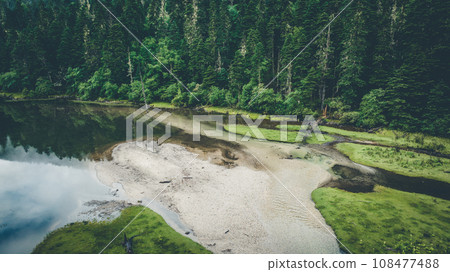 Beautiful foggy pine tree forest landscape 108477488