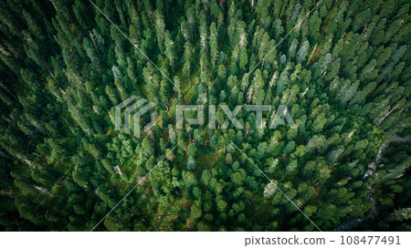Beautiful foggy pine tree forest landscape in Sichuan,China 108477491