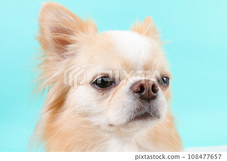 奶油色吉娃娃臉特寫 108477657