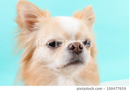 奶油色吉娃娃臉特寫 奶油色吉娃娃臉特寫 108477659