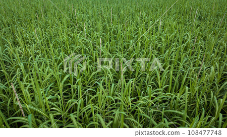 Aerial view of sugarcane plants growing at field 108477748